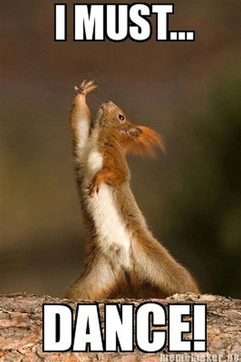 I Must Dance! (Squirrel) (With images) | Squirrel funny, Dancing ...