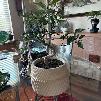 15cm Chinese Elm Tree in Plastic Grower Pot - Etsy