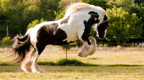 The Gorgeous Gypsy Vanner is one of the most majestic horse breeds ...