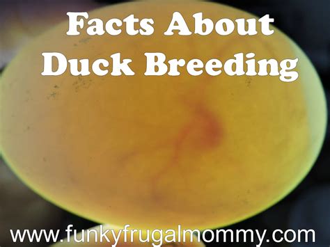 Funky Frugal Mommy: Duck Breeding Facts & Information