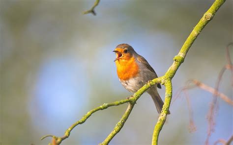 Why birds sing in the morning - Birding World