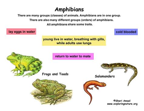 Classification of Living Things Chart | Class - Amphibians (Grade K-3 ...