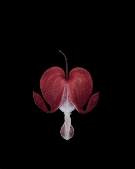 Dicentra spectabilis on Behance