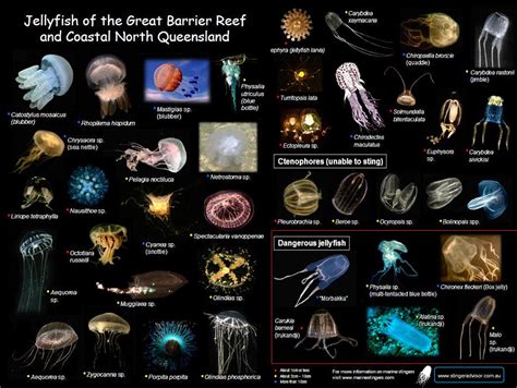 zoology - What are the identifying characteristics of a Jellyfish ...