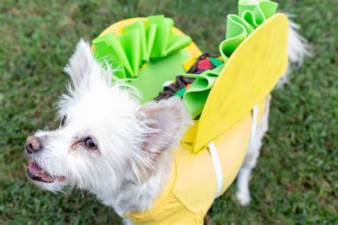 DIY Taco Dog Costume – Craft Box Girls