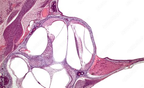 Inner ear cochlea histology. Organ of Corti (spiral organ ...