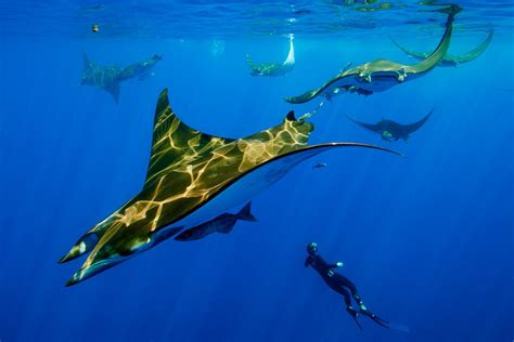 Mobula Rays at Princess Alice | George Karbus Photography