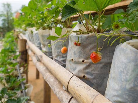 Close-up of ripe strawberry for harvest 6929764 Stock Photo at Vecteezy