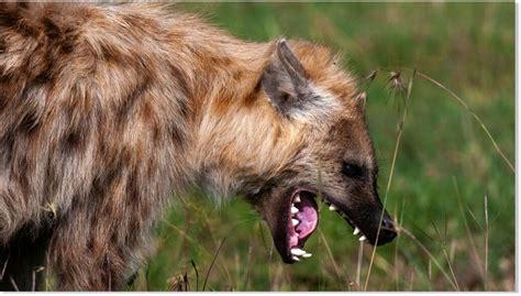 One dead and two wounded in Kenya hyena attack — Earth Changes — Sott.net