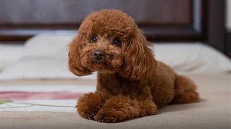 What Does A Toy Poodle Look Like? – Golden Bailey Dogs