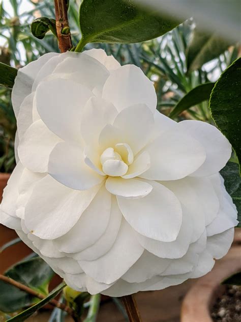 The Camellias and other Tropicals in My Greenhouse - The Martha Stewart ...