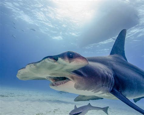 Great Hammerhead Shark - Lifestyle, Diet, and More - Wildlife Explained