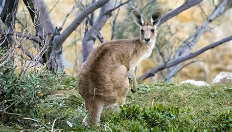 Australian Bush | Taronga Conservation Society Australia