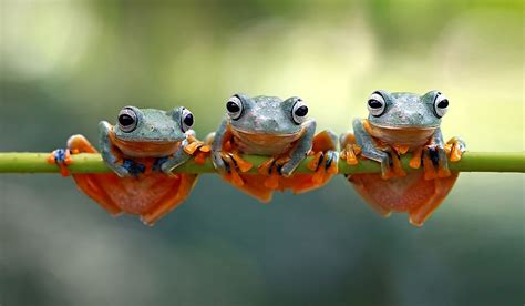 How Many Species Of Frogs Are There? - WorldAtlas