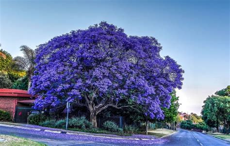 Jacaranda Tree