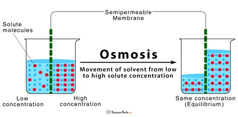 Osmosis Through Cell Membrane | sexiezpix Web Porn