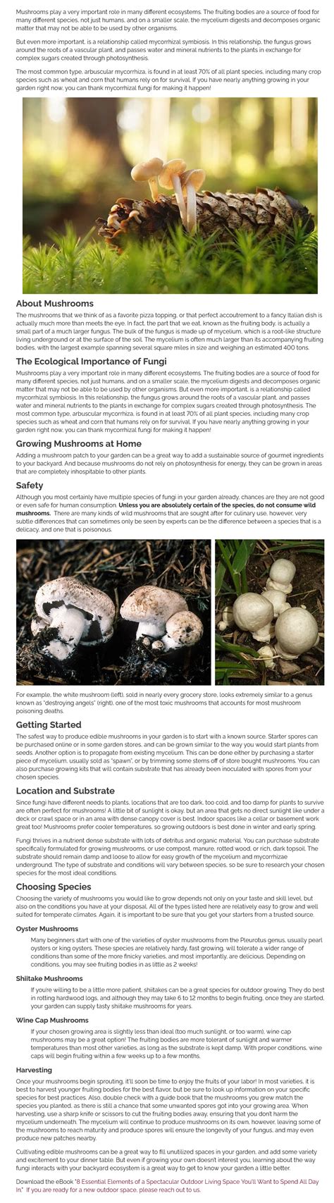 The Hidden Benefits of Fungi – Stalder Creative Studios