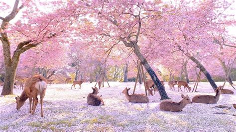 【奈良公園の鹿と桜】Deer and cherry blossoms in Nara Park - YouTube | Deer ...