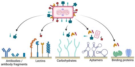 Membranes | Free Full-Text | Affinity and Pseudo-Affinity Membrane ...