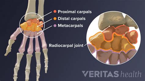 Wrist Joint Anatomy