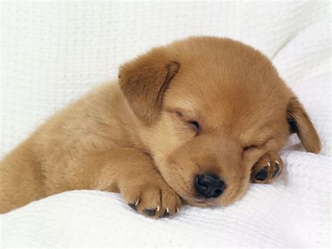 Puppy World: Really Cute Puppy Pictures