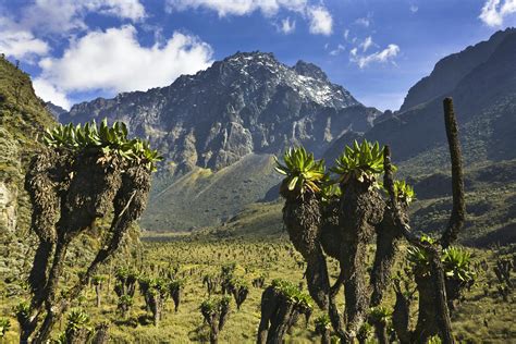 Rwenzori National Park travel | Southwestern Uganda, Uganda - Lonely Planet