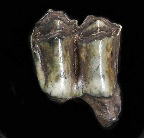 Pleistocene Camel Tooth - Florida (#35399) For Sale - FossilEra.com