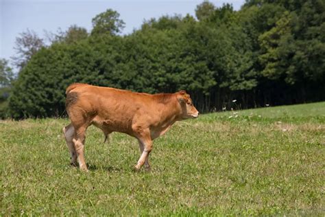 Limousin Cattle: Guide, Info & Facts