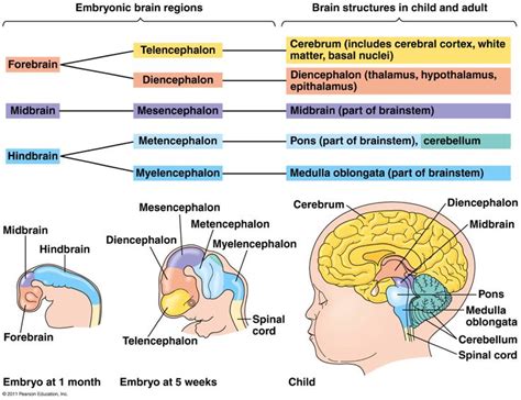 17 Best images about Human Brain Science on Pinterest | The scientist ...