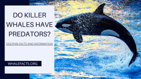 Do Killer Whales Have Predators | Can Anything Kill Orca? | Whale Facts