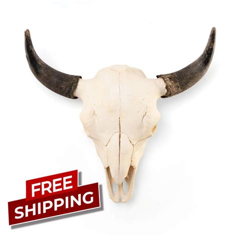 Real Bison Skull For Sale — Skulls Unlimited International, Inc.