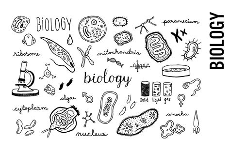 Biology Doodle Illustrations | Education Illustrations ~ Creative Market