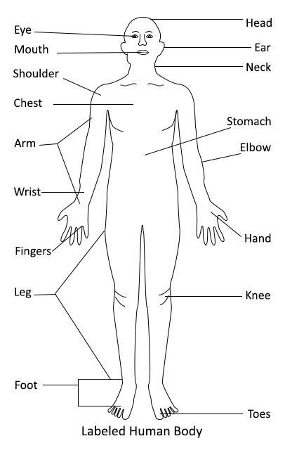 Labeled Human Body Diagram | Human body diagram, Body diagram, Human ...