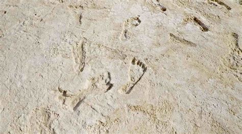 Confirmation of Oldest Fossil Human Footprints in North America Upends ...