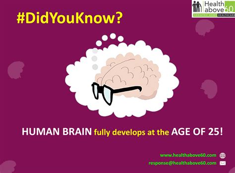 What Age Is Brain Fully Developed - BRAINLYXJ