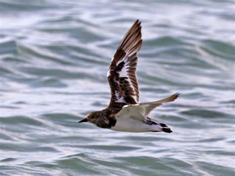 Banding aims to uncover turnstone migration mystery - Predator Free NZ ...