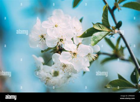 White Young Spring Flowers Of Prunus subg. Cerasus Growing In Branch Of ...