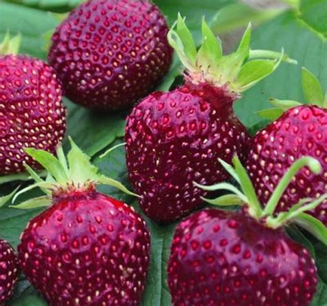 Rare Purple Red Strawberry 80 Pcs Seeds for Home Garden ( Buy 5 Packs ...