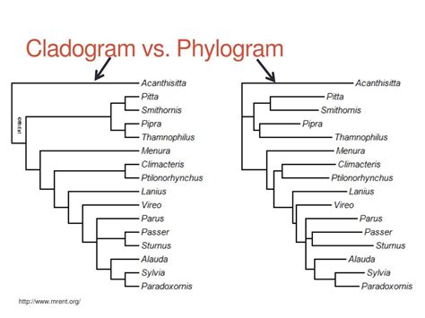 PPT - Studying Evolution Through Computational Phylogeny PowerPoint ...