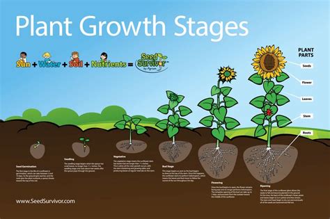 Posters | Seed Survivor | Plants, Plant growth activities, Plant growth