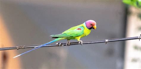 Are There Any Purple Parrots? 7 Examples With Pictures