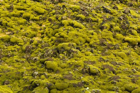 Icelandic Moss and Volcanic Rocks Mountain / Iceland Stock Image ...