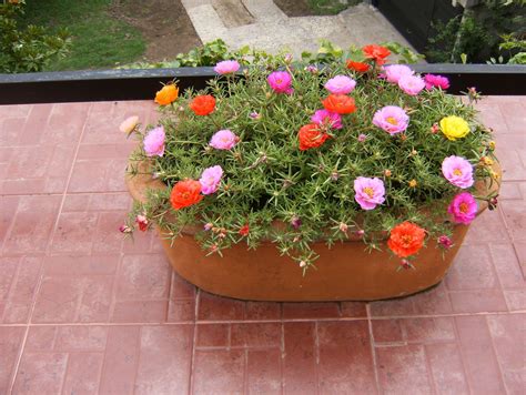 Portulacas. Plantas de sol pleno. | Plantas colgantes de sol, Plantas ...