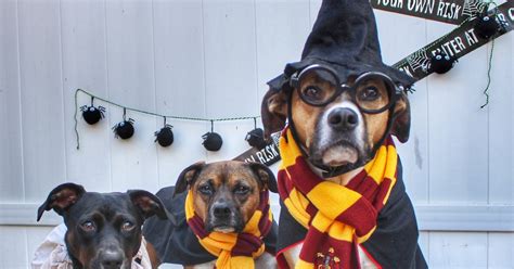 Wag!'s Dog Halloween Costume Contest Lets You Vote On The Cutest Pups ...