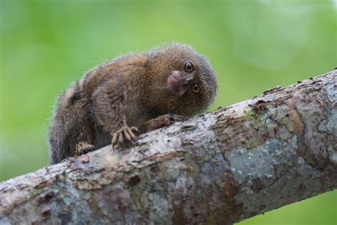 Pygmy Marmoset | Sean Crane Photography