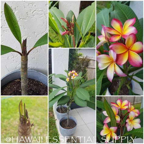 DIRECT FROM HAWAII Plumeria Tree Cutting Exotic Colorful - Etsy