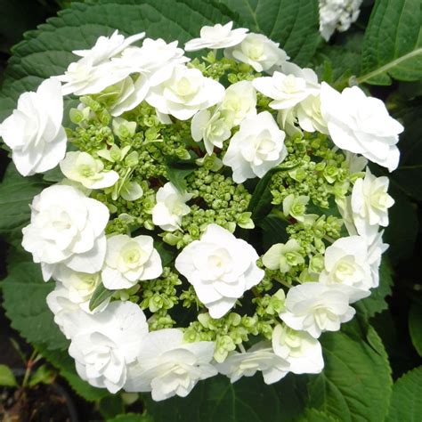 Hydrangea macrophylla Dancing Snow WEDDING GOWN Doppio Bianco L AGM