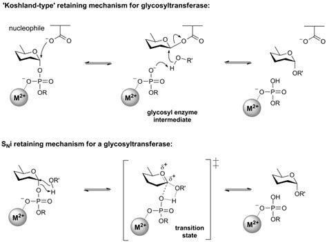 Glycosyltransferases - CAZypedia