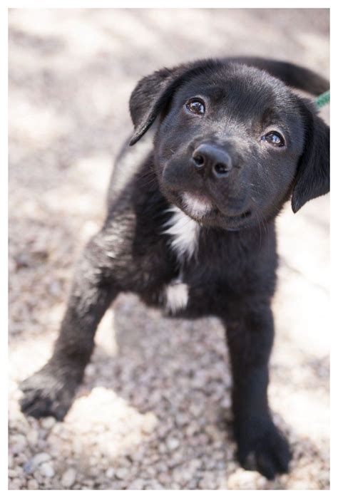 Pitbull Lab Mix Puppies For Adoption Near Me : Skinny Black Lab Pitbull ...