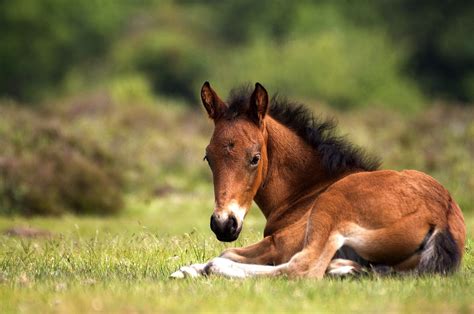 Little foal | Baby horses, Horses, Foals